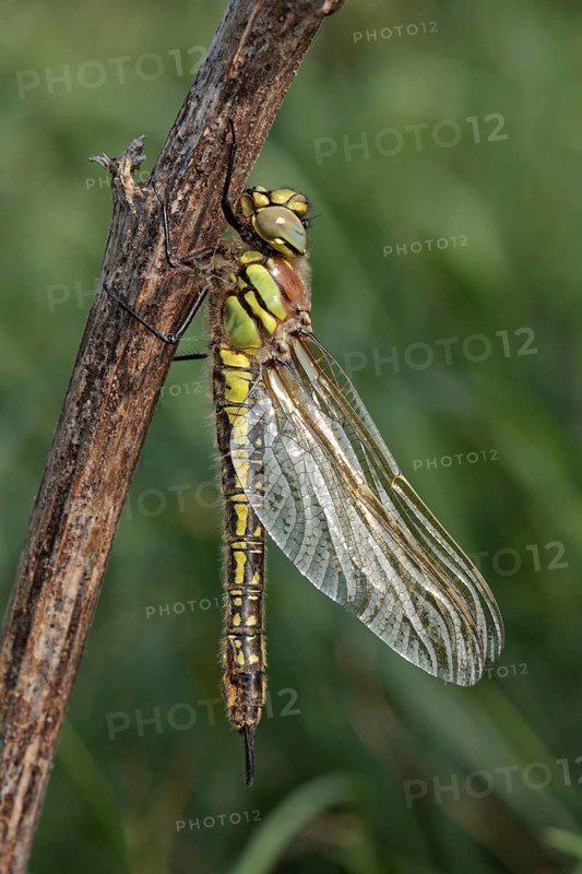 Hairy Dragonfly