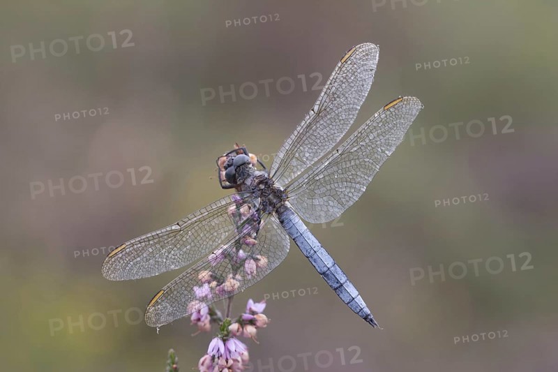 Orthetrum coerculescens