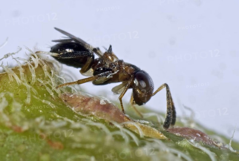 Parasitoid wasp