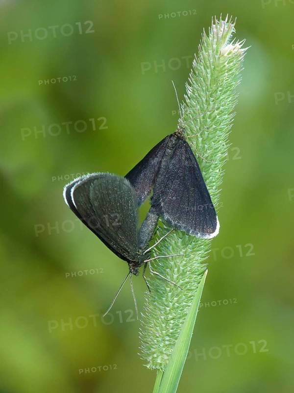 Chimney Sweeper