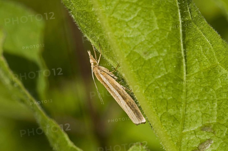 Common grass-veneer