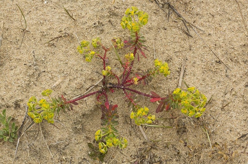 Portland Spurge
