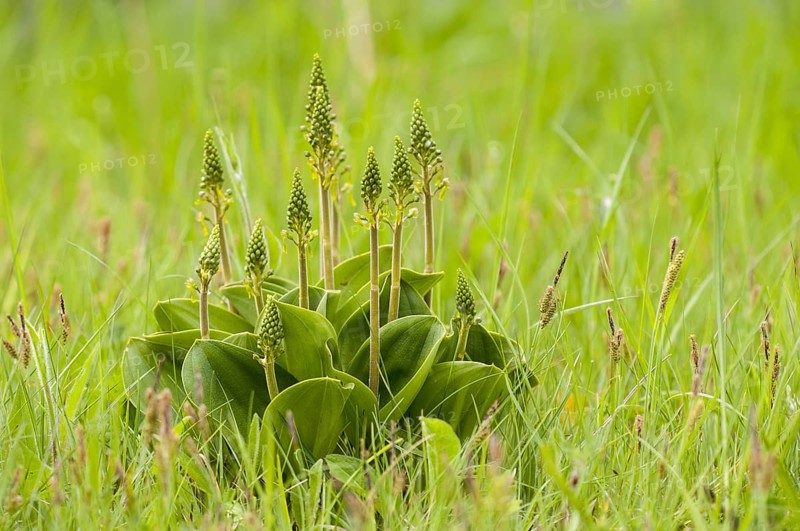 Common Twayblade