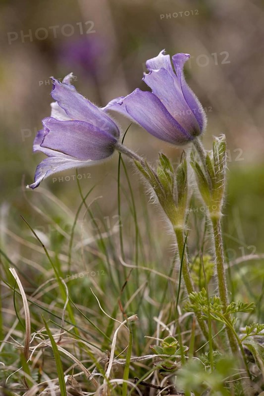 Cowslip