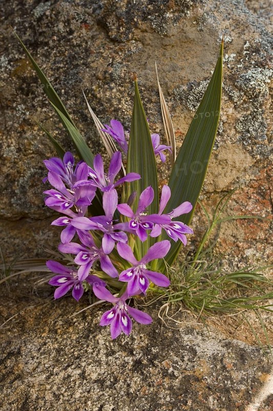 Irises