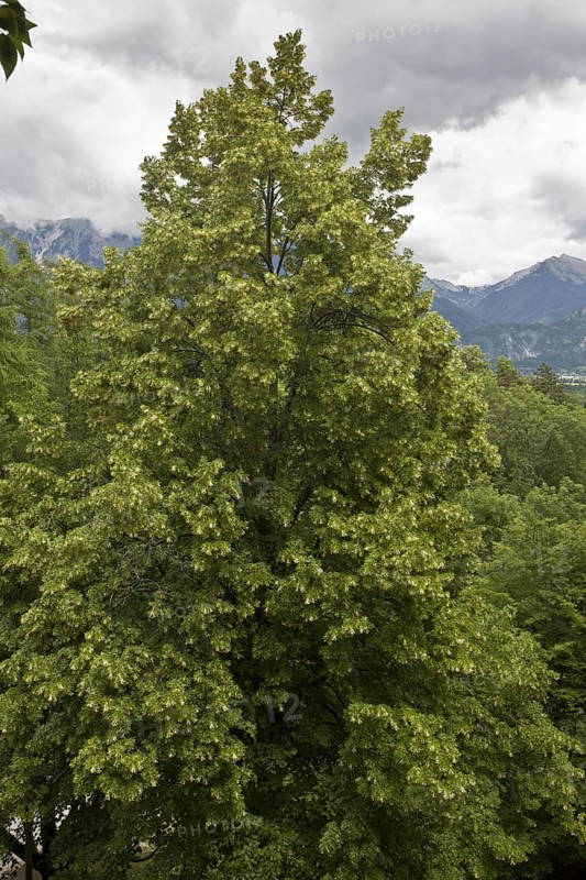 Large-leafed Lime