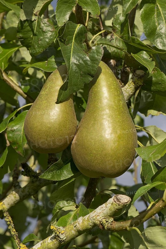 Common european pear