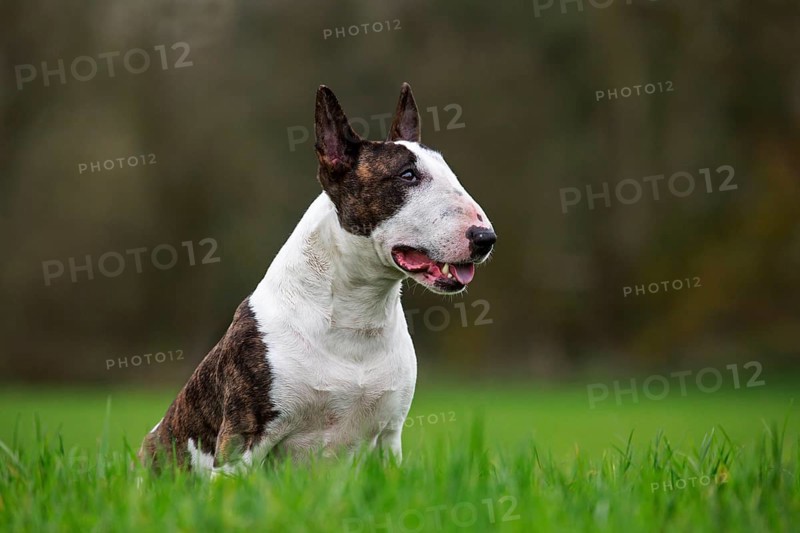 Bull Terrier