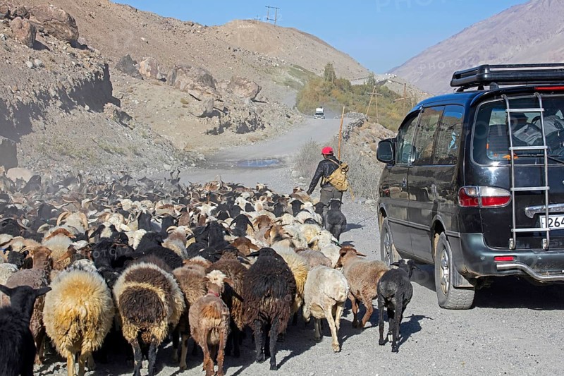 Car passes a Tajik shepherd tending a flock of sheep on the Pamir Highway