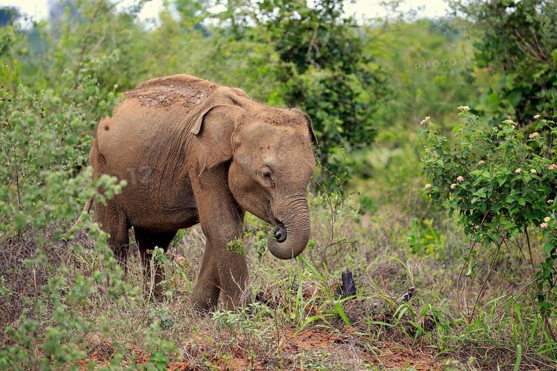 Sri Lankan elephant