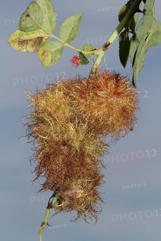 Rose gall wasp