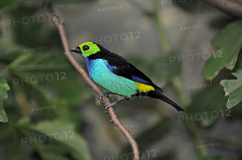 Seven-coloured tanager