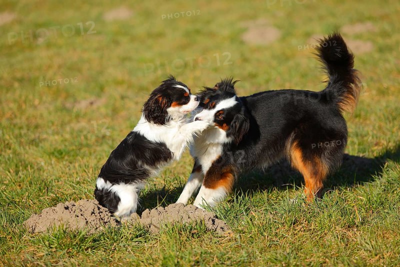 Australian Shepherd