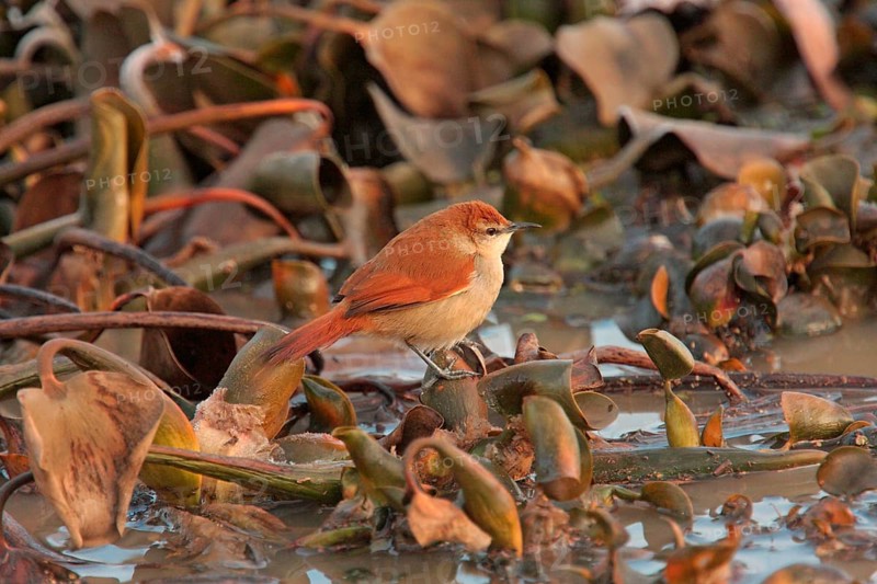 Yellow-chinned Spinetail