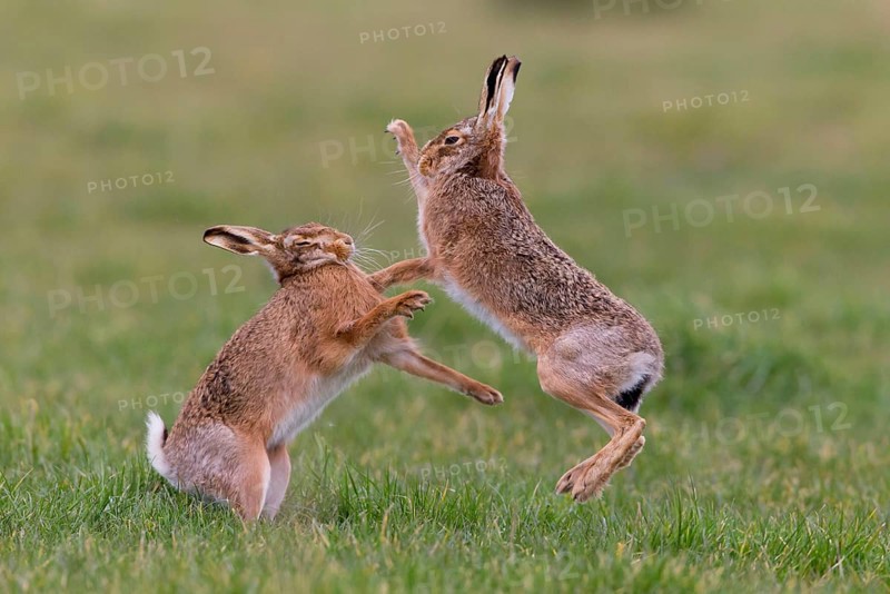 European Hare