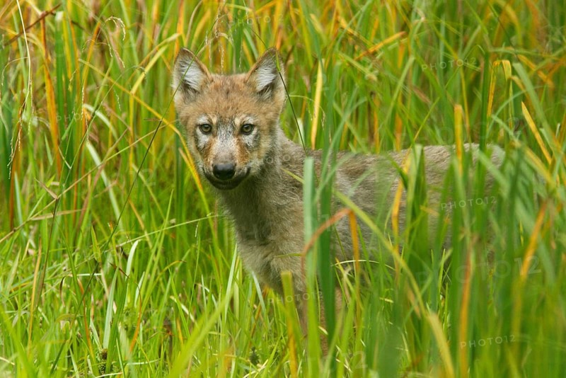 Grey gray wolf