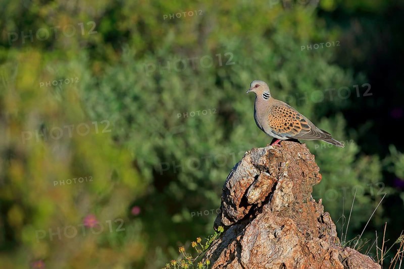 Turtle dove