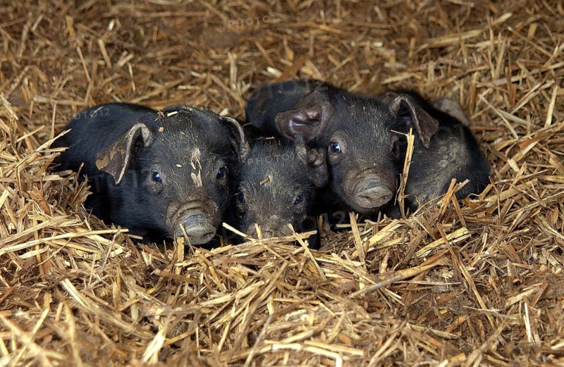 Domestic pig