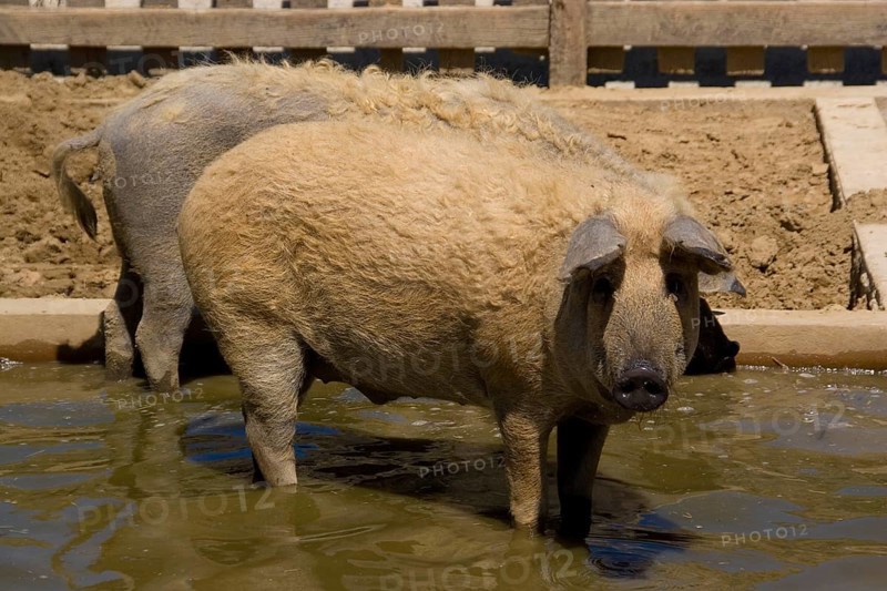 Blond Mangalica Woolly Pig
