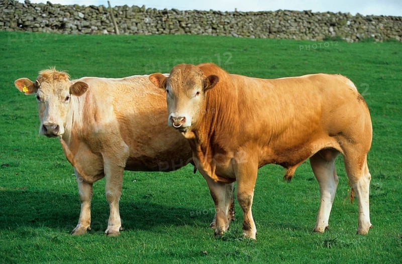 Domestic cattle