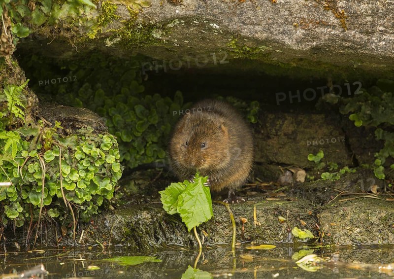 Eastern vole