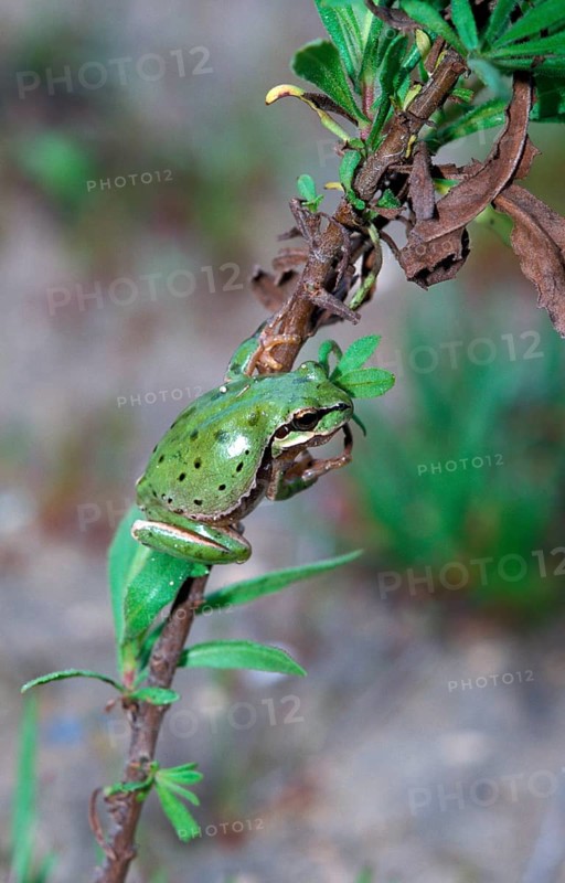 European Tree Frog