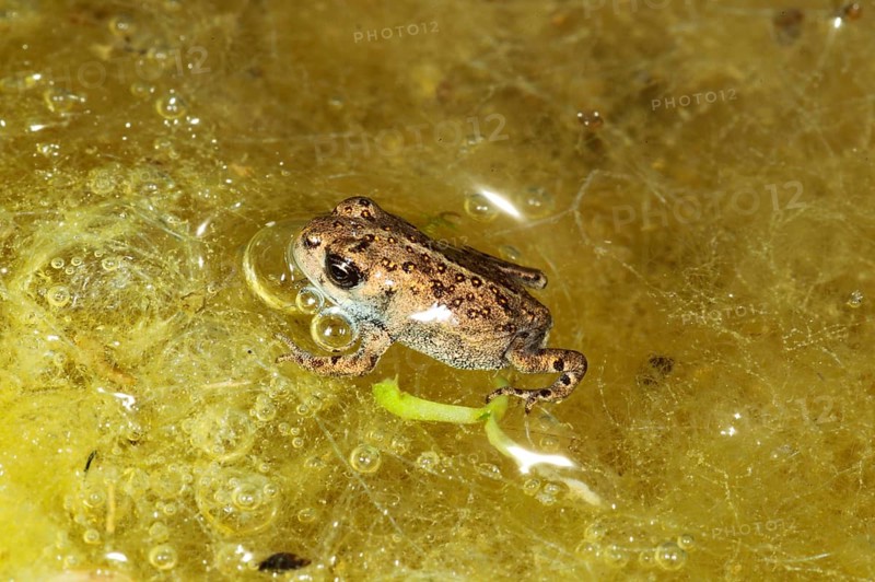 Natterjack Toad