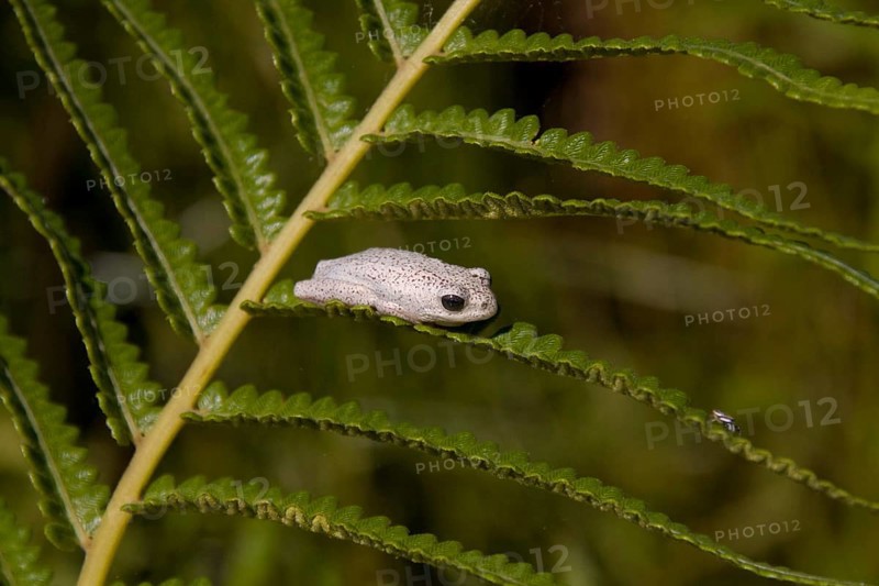 Painted Reed Frog Species Okavango Delta