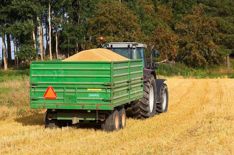 Common oat