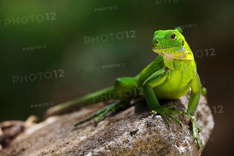 Green iguana