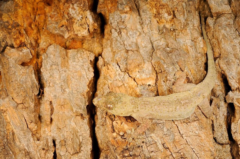 Flat-headed House Gecko