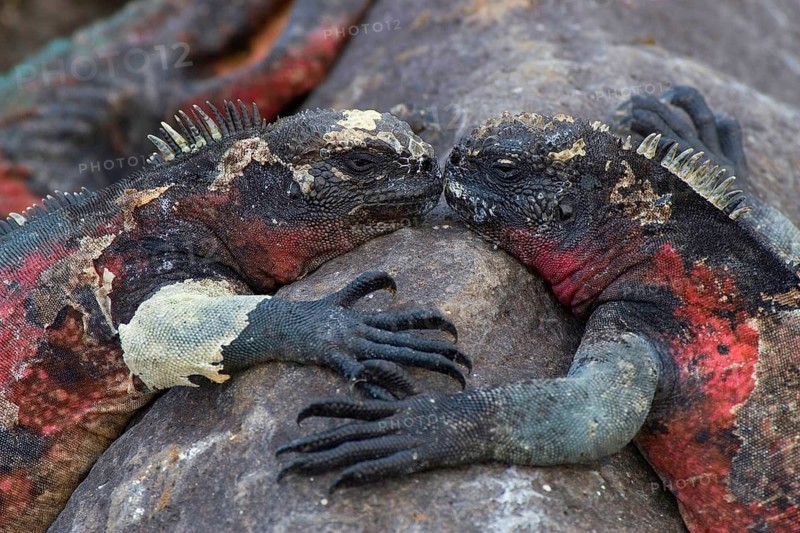 Two Galapagos marine iguanas from Espanola Island