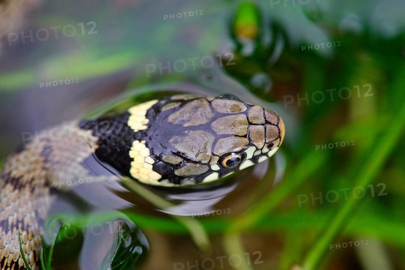 Grass Snake