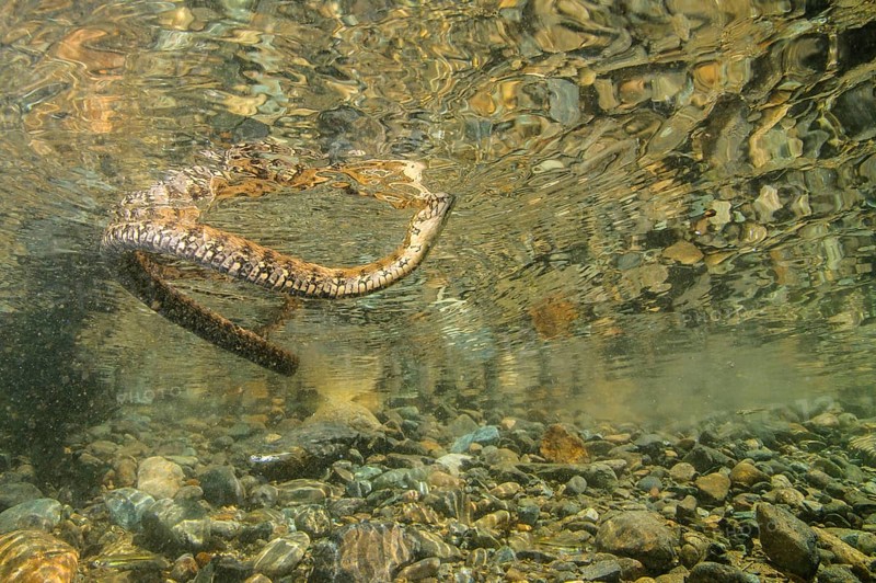 Viperine snakes