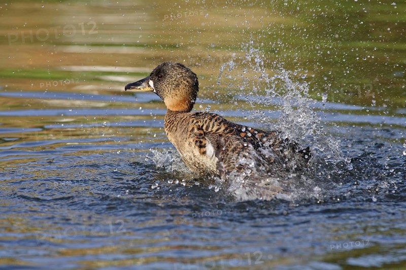 White-backed Duck