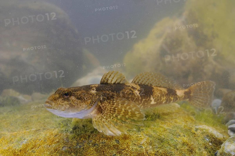 Bullhead