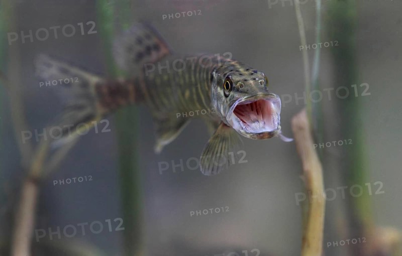Pike