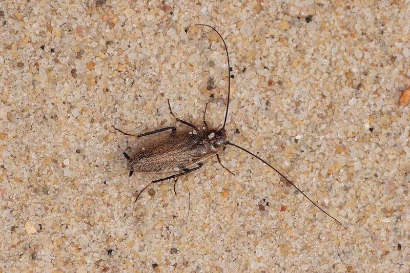 Small cockroach