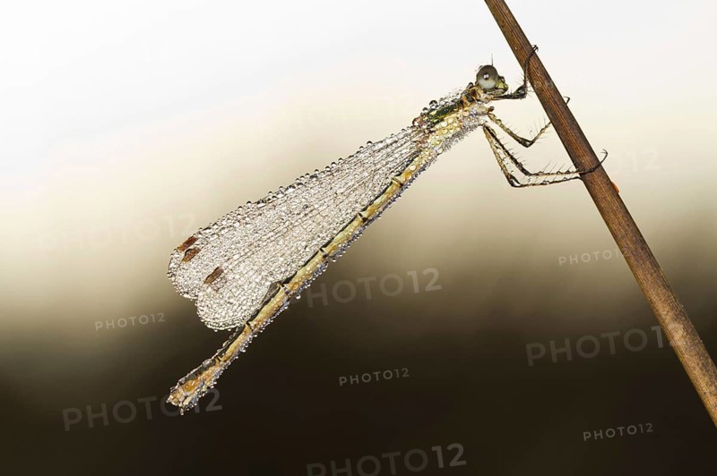 Emerald Damselfly