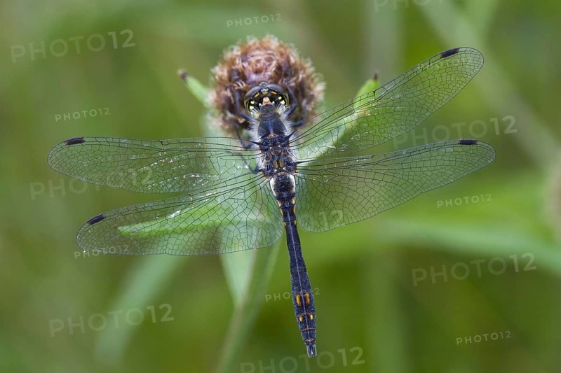 Black Darter