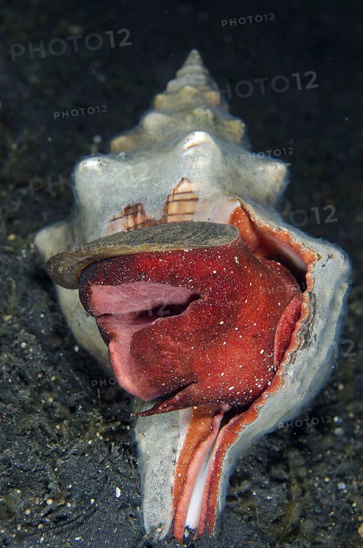 Trapezium ribbon snail