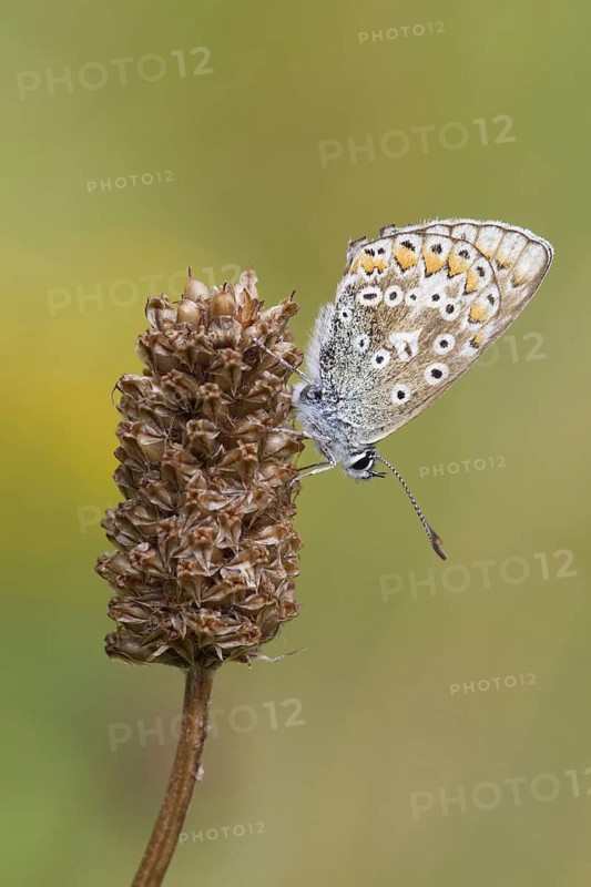 Common Blue