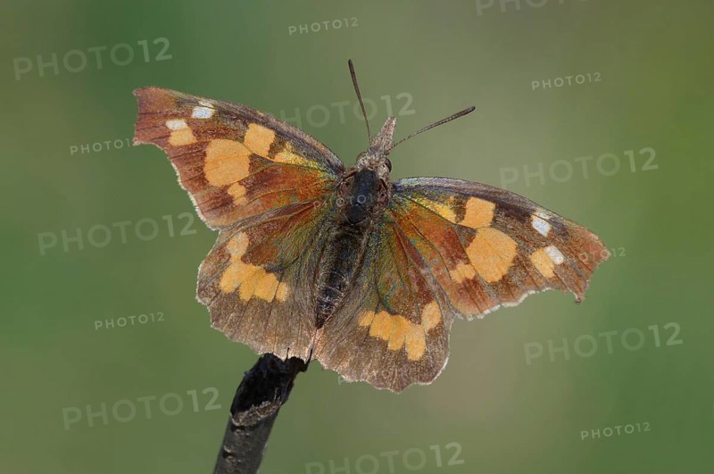 Nettle-tree Butterfly