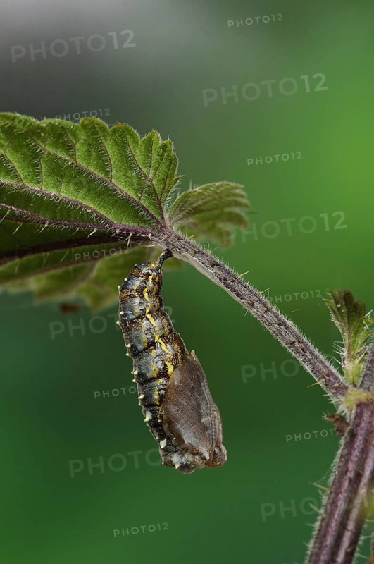 Painted painted lady