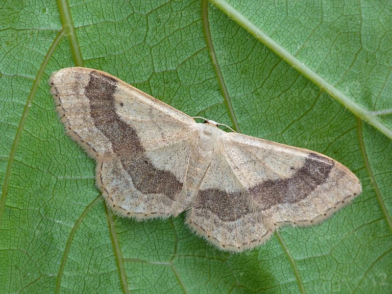 Broad-banded Herbaceous Moth