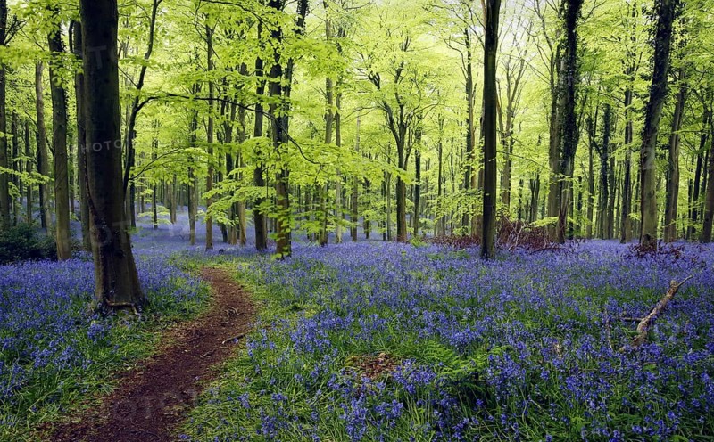 Flowering mass of hyacinthoides non-scripta