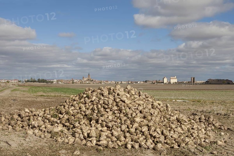 Sugar Beet
