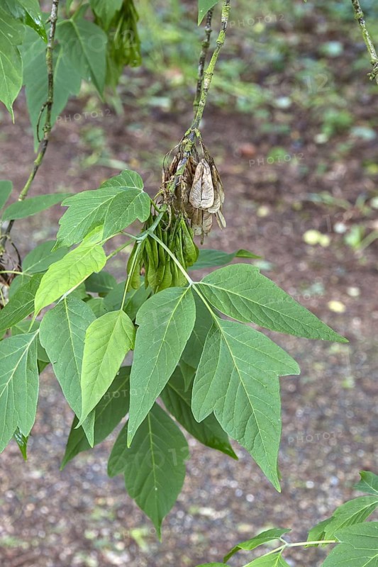 Box Elder