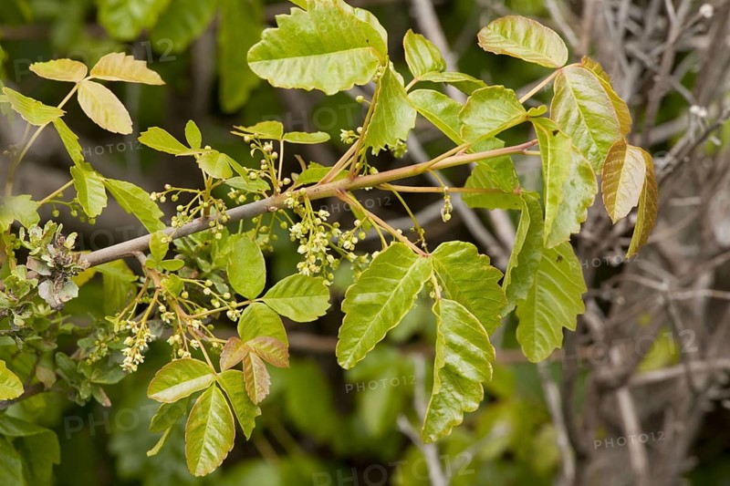 Pacific Poison Oak