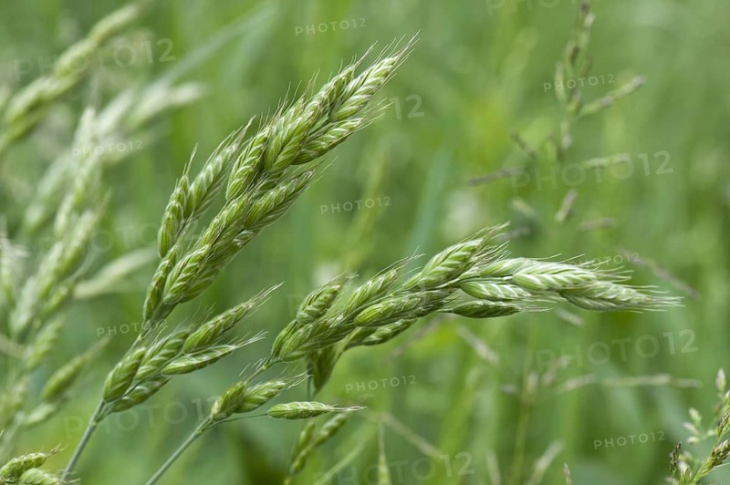 Brome
